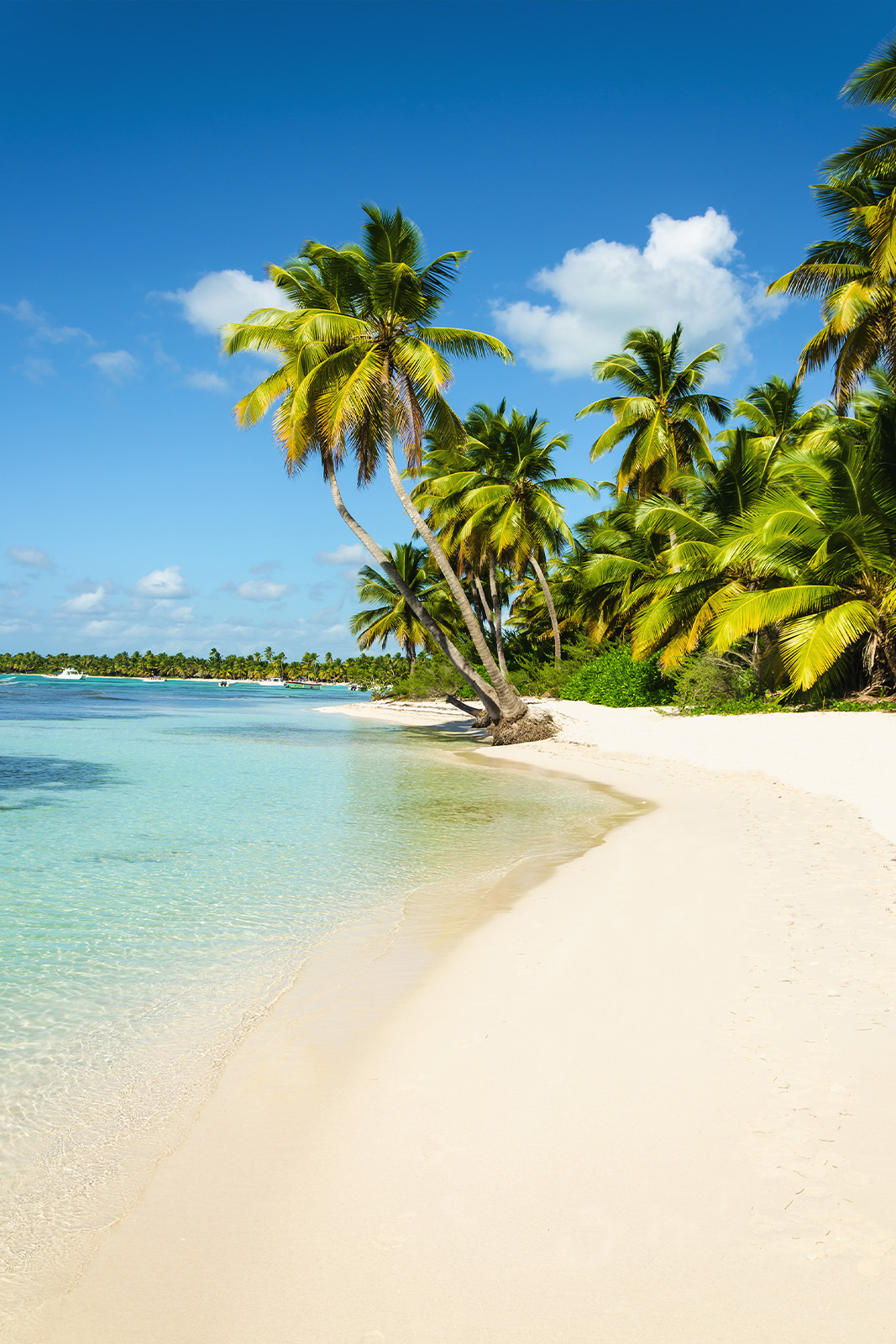 Beach and palm trees